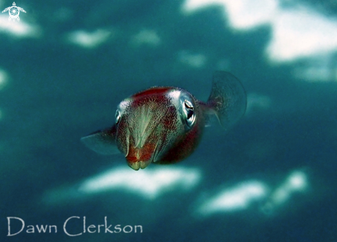 A Caribbean Reef Squic