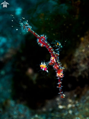 A Ornate Ghost Pipefish