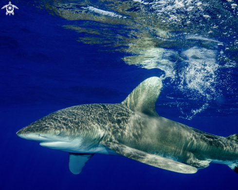 A Carcharhinus longimanus | Oceanic White Tip Shark