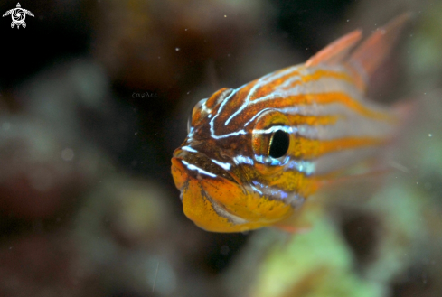 A Cardinal fish