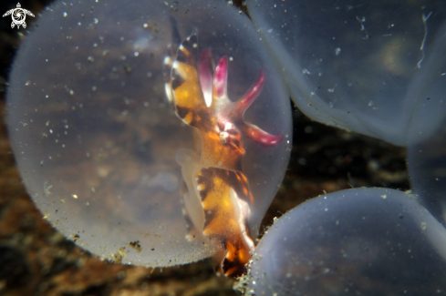 A flamboyant cuttlefish