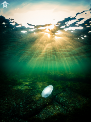 A Moon Jelly