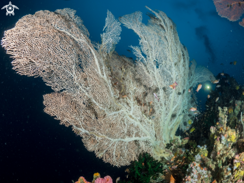 A Gorgonian