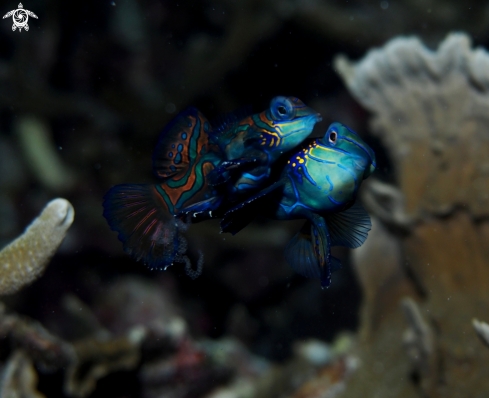 A Mandarin Fish