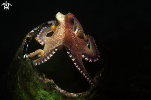 A octopus