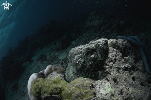 A STONEFISH