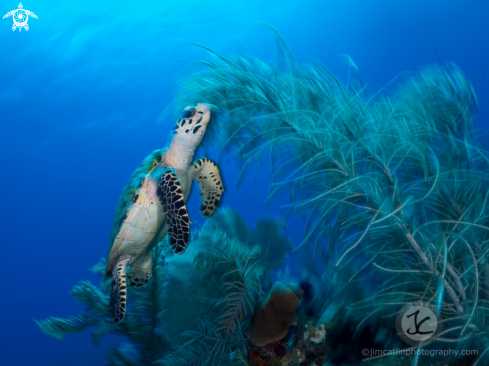 A Hawksbill turtle