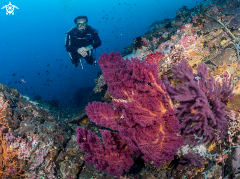 A Dive Buddy