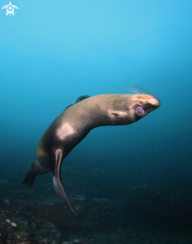 A galapagos sea lion