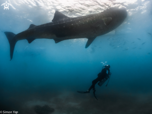 A Rhincodon typus | Whale Shark