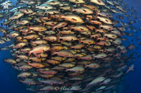 A Redsnapper