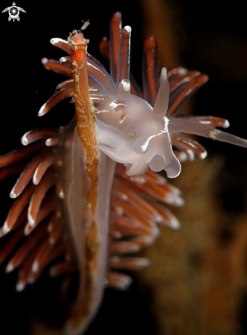 A Flabelina lineata