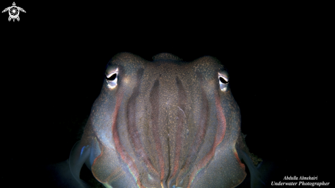 A Cuttlefish