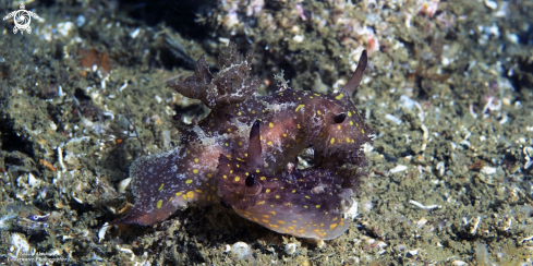 A Nudibranch