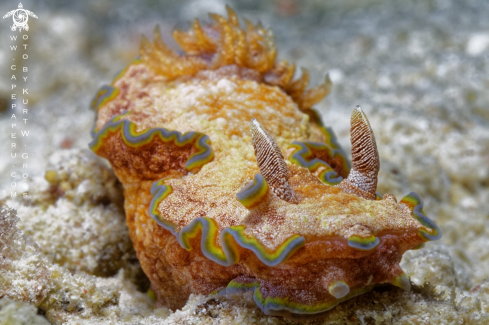 A chromodoris cincta | Nudibranche