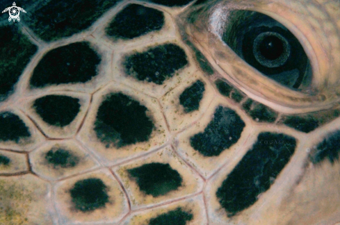 A Green Turtle