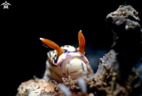 A Hypselodoris zephyra | Hypselodoris zephyra