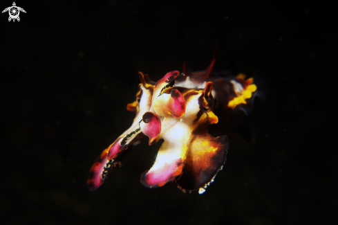 A flamboyant cuttlefish