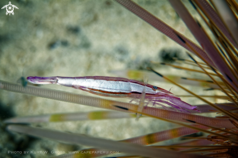 A Stegopontonia commensalis | Shrimp on a Urchin