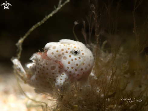 A Frogfish