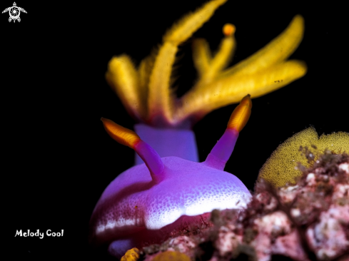 A Nudibranch