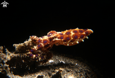 A blue ring octopus