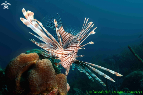 A Lion Fish