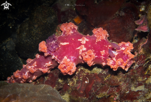 A Miamira moloch nudibranch | Miamira moloch nudibranch