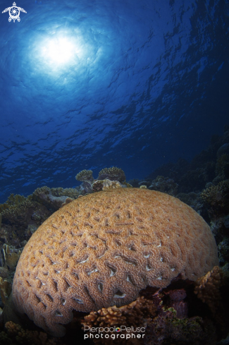 A Brain Coral