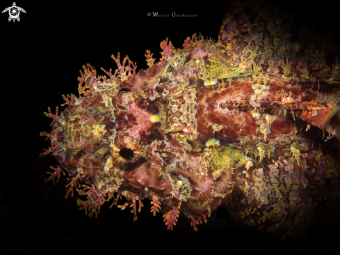 A Tasseled Scorpionfish