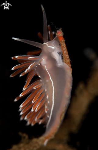 A Flabelina lineata