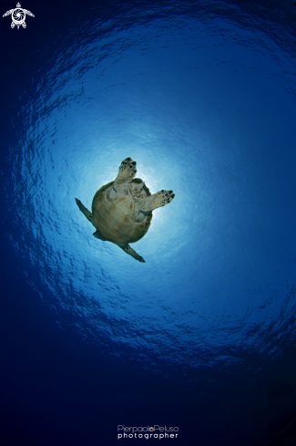 A Marine Turtle