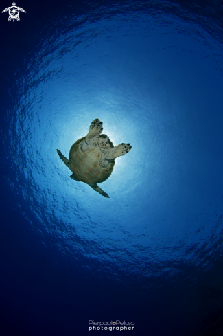 Marine Turtle