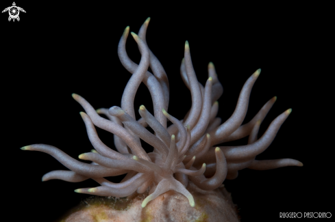 A Phyllodesmium briareum | Nudibranch