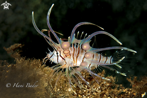 A lionfish