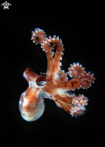 A octopus