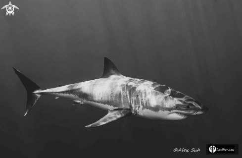 A Great White Shark