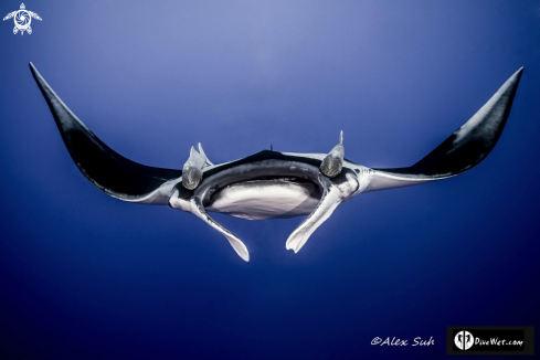 A Manta birostris | Giant Pacific Manta