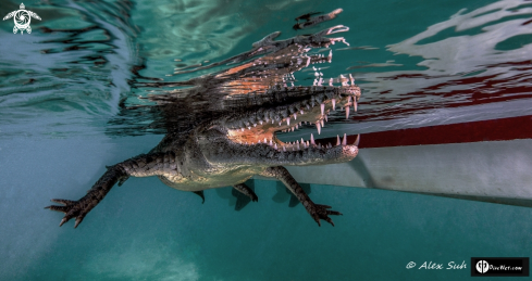 A American Crocodile