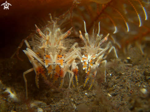 A Phyllognathia ceratophthalma | tiger shrimp