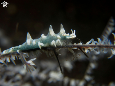 A Miropandalus hardingi | Dragon Shrimp