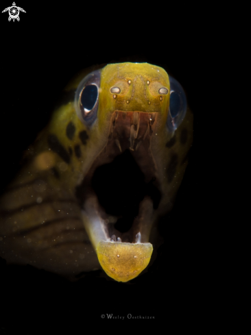 A Fimbriated moray