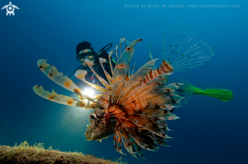 A Lionfish