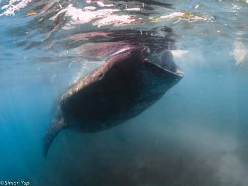 A Rhincodon typus | Whale shark