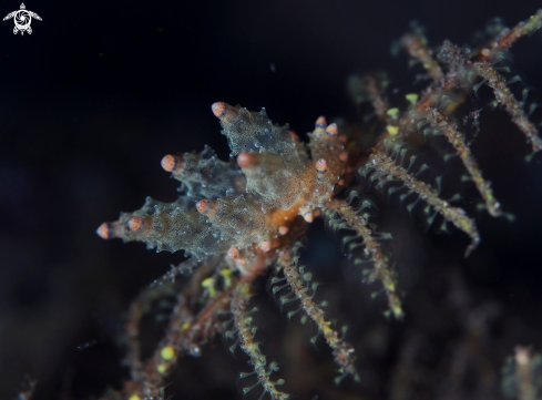 A Nudibranch