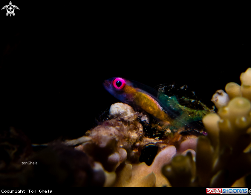 A Pink eyed Goby