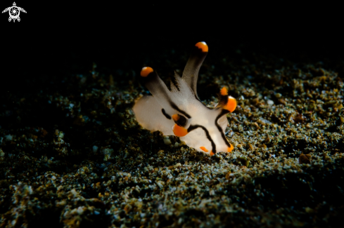 A Thecacera  picta | NUDIBRANCH