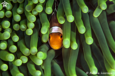 A Clownfish