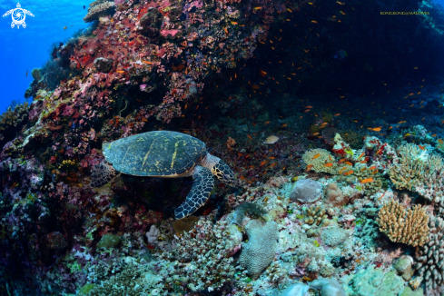 A Green Turtle