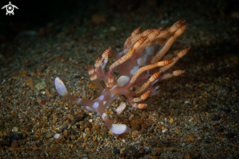 A Flabellina bilas | NUDIBRANCH